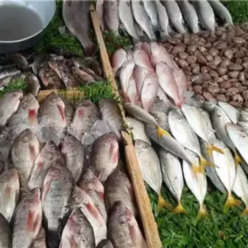 سعر السمك اليوم، هبوط كبير في البلطي وارتفاع 4 أصناف 10 جنيهات